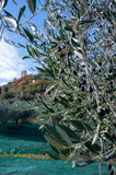 Harvesting of ripe green organic olives on farm plantation near Castiglione in Tuscany, Italy