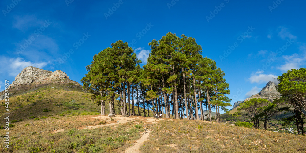 Obraz premium Lion's Head and Table Mountain with tall trees in between them