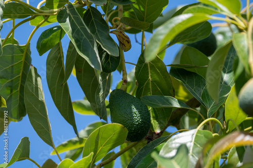 Green ripe avocados fruits hanging on avocado trees plantation