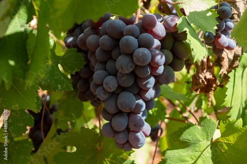 Wallpaper Mural Wine industry on Cyprus island, bunches of ripe black grapes hanging on Cypriot vineyards located on south slopes of Troodos mountain range. Torontodigital.ca