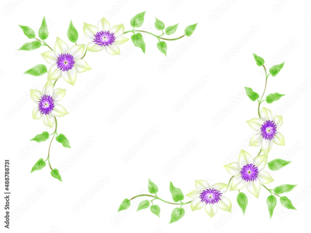 White clematis frame drawn in digital watercolor