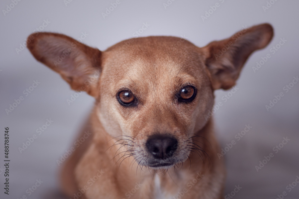 Close-up face portrait of a small beautiful mixed-breed dog with big pointy ears looking directly at the camera with with focus on tender and sad eyes and blurred background. Animal themes