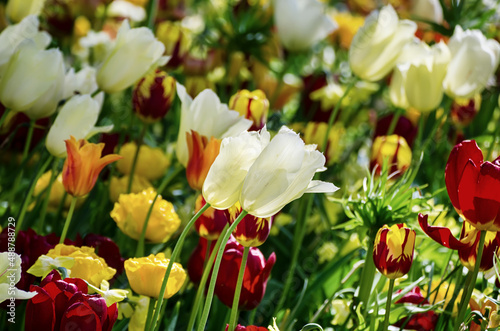 Yellow and white tulip flowers