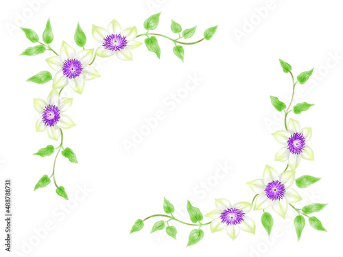 White clematis frame drawn in digital watercolor