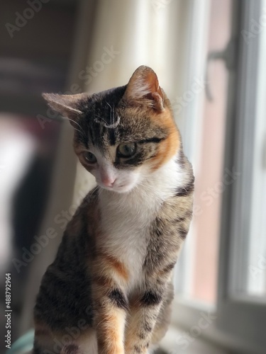 portrait of a cat