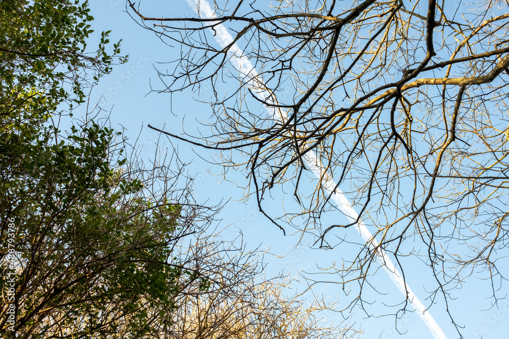 Looking up through bare winter branches with blues sky and chemtrails Looking up through bare winter branches with blues sky and chemtrails
