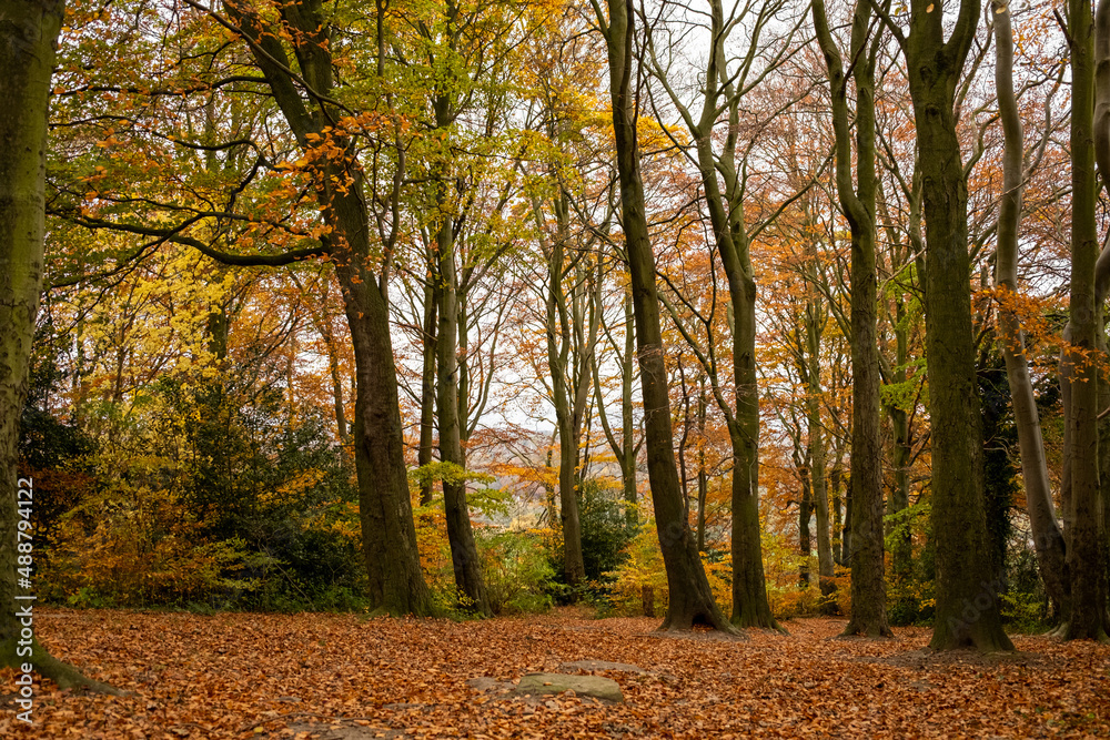 Autumn scene with lots of golden brown leave on the ground in woodlands (forest). Throckley Newcastle upon Tyne