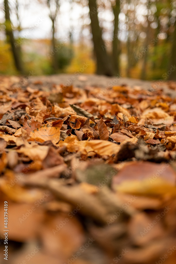 Autumn scene with lots of golden brown leave on the ground in woodlands (forest). Throckley Newcastle upon Tyne