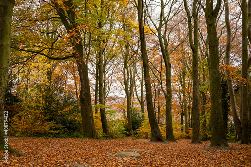 Autumn scene with lots of golden brown leave on the ground in woodlands (forest). Throckley Newcastle upon Tyne