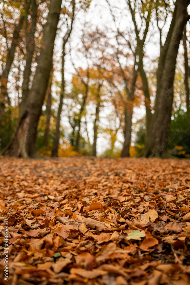 Autumn scene with lots of golden brown leave on the ground in woodlands (forest). Throckley Newcastle upon Tyne Autumn scene with lots of golden brown leave on the ground in woodlands (forest). Throckley Newcastle upon Tyne