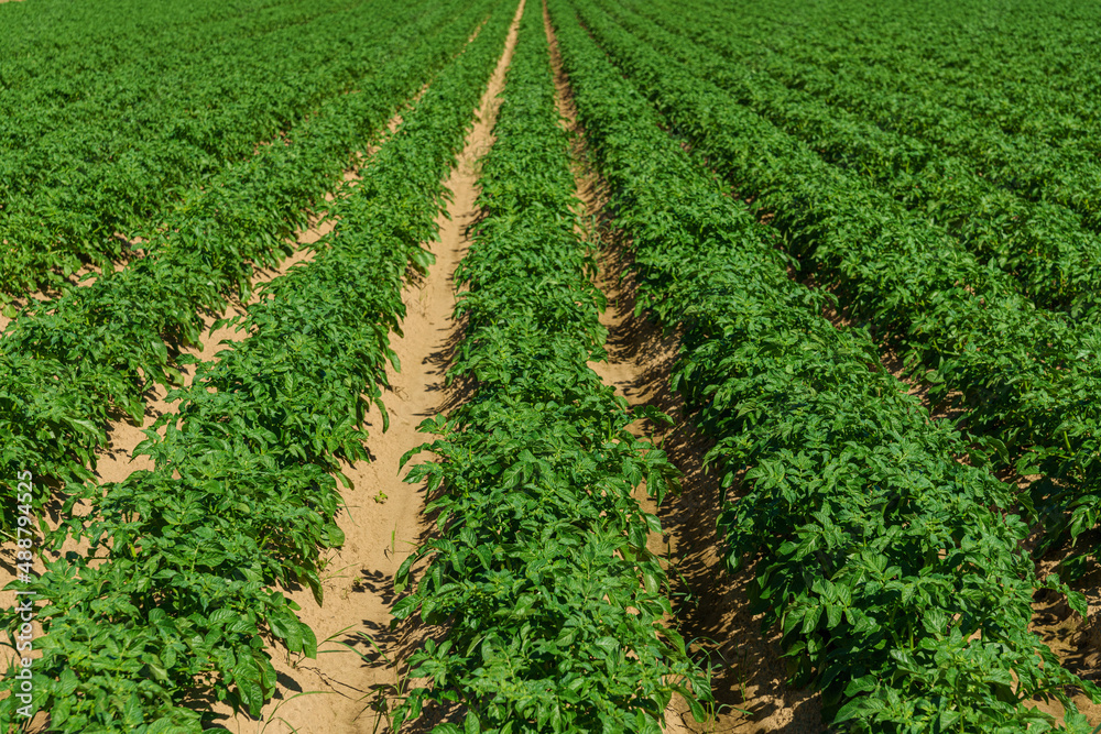 View of a potato field in sunlight with straight rows of green plants