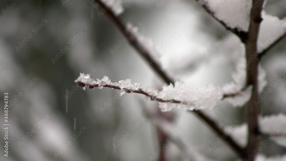 Extreme close up snow falls on rustle. Winter season. Slow motion 4K Extreme close up snow falls on rustle. Winter season. Slow motion 4K