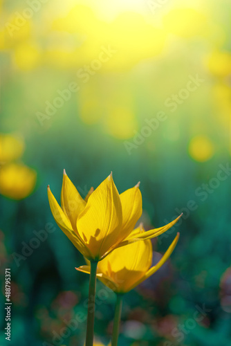 Two yellow tulips in sunlight. Tulipa sylvestris flowers. Floral background for design, postcards, posters, banners. Delicate petals on a dark background. Romantic wallpaper