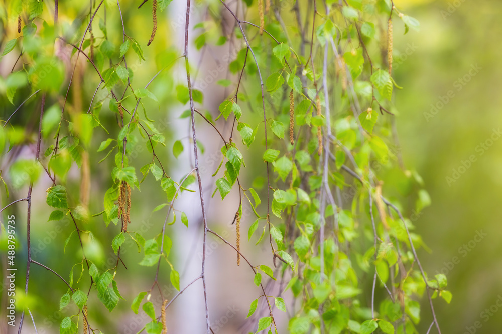 Bright juicy young birch leaf. Branches and leaves in sunlight. Spring background with the first leaves and aglets. Green spring wallpaper. Bright juicy young birch leaf. Branches and leaves in sunlight. Spring background with the first leaves and aglets. Green spring wallpaper.
