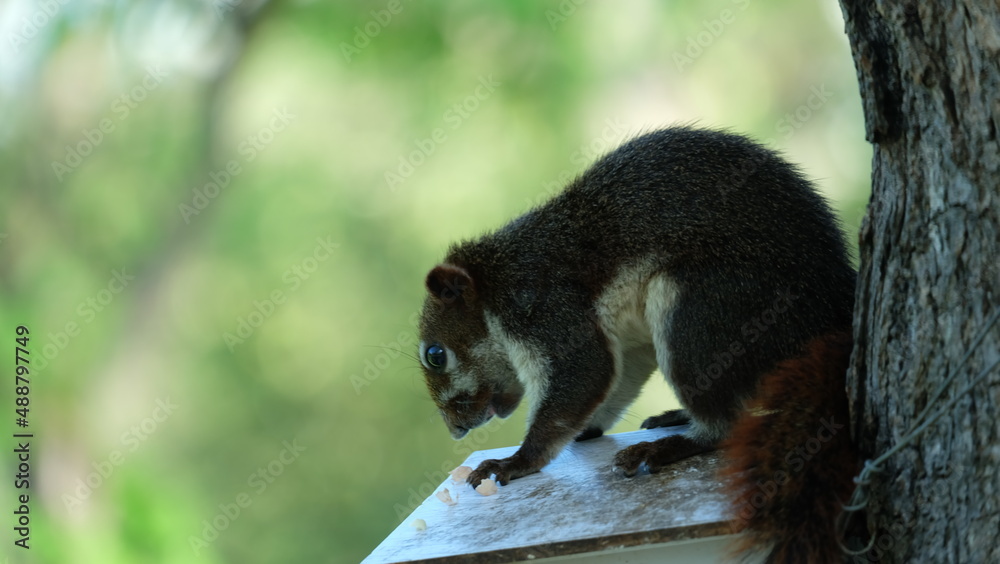 Fototapeta premium black squirrel eating on a tree trunk