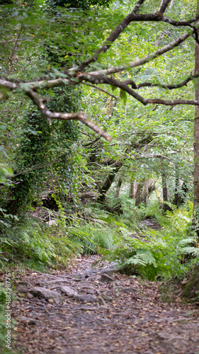 forest green jungle on a sunny day