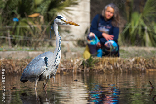 Female birdwatcher having a close encounter with a heron in the Park photo