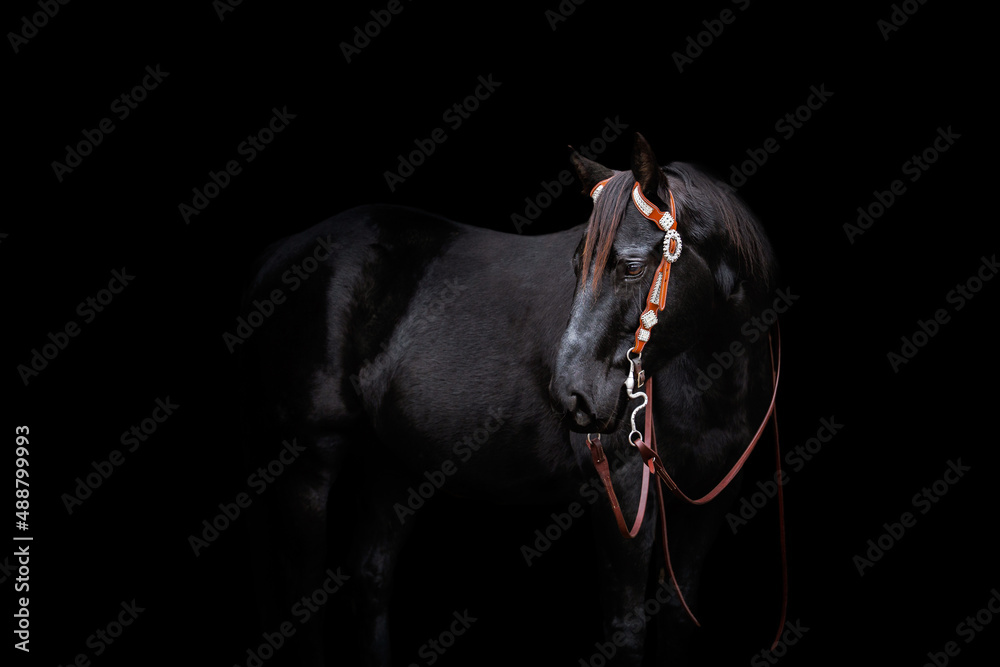 American Quarter Horse portreit - obrazy, fototapety, plakaty 