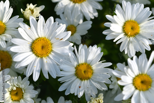 white daisies