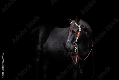 American Quarter Horse portreit