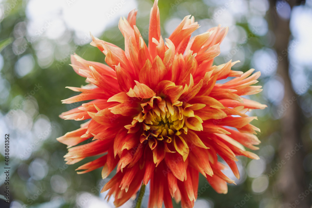 Dahlia flower in the summer garden. Red yellow Dahlia flower. light pink flower. Macro shooting - close-up. Dahlia flower in the summer garden. Red yellow Dahlia flower. light pink flower. Macro shooting - close-up.