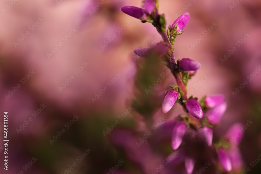 Heather twig with beautiful flowers on blurred background, closeup. Space for text