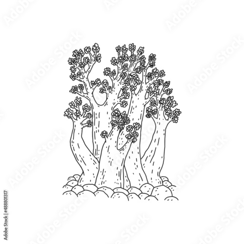 Coral. Vector coralline reef ocean animal underwater life doodle black white line isolated illustration.