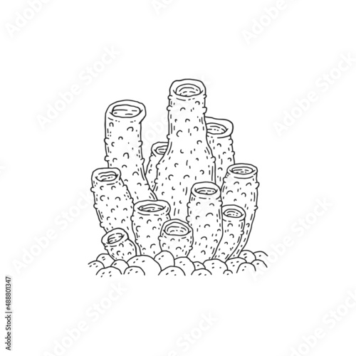 Coral. Vector coralline reef ocean animal underwater life doodle black white line isolated illustration.