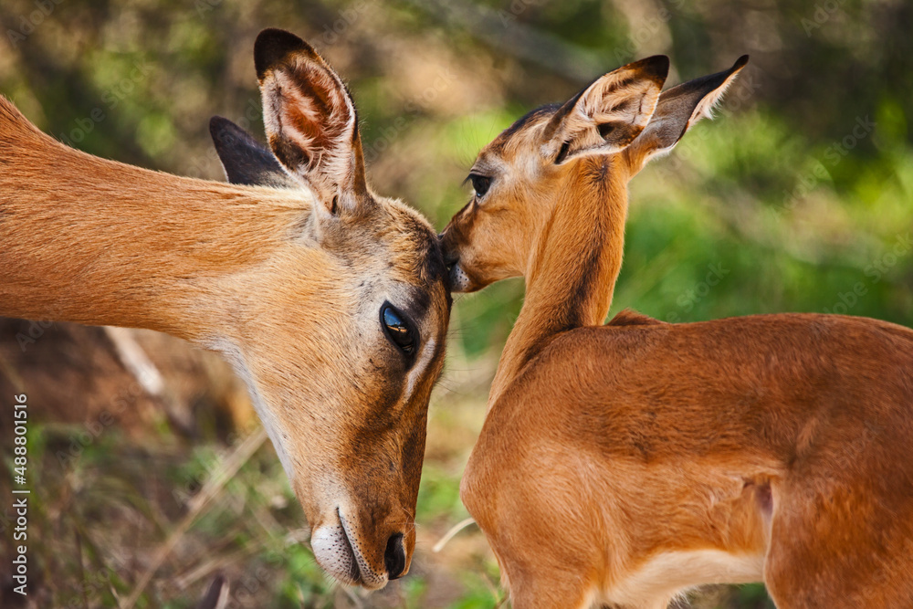 Impala ewe (Aepyceros melampus) with lamb 14834 Impala ewe (Aepyceros melampus) with lamb 14834