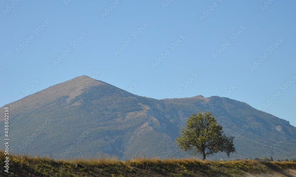 a tree on a meadow and a hill behind a tree on a meadow and a hill behind