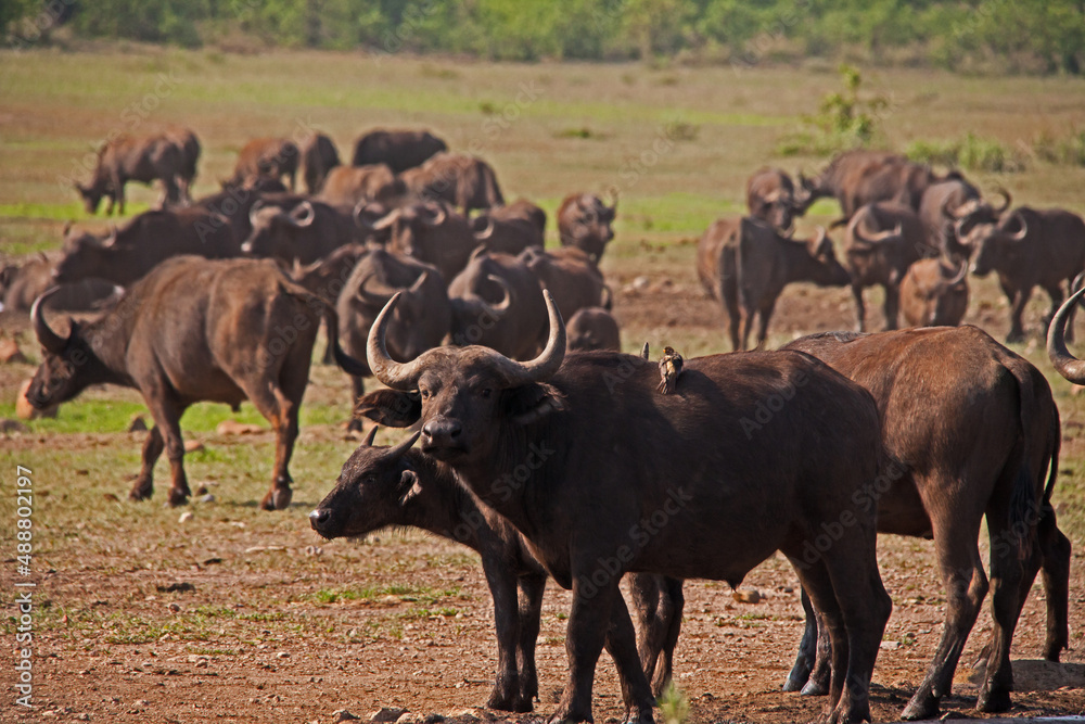 A herd of Cape Buffalo 13631 A herd of Cape Buffalo 13631
