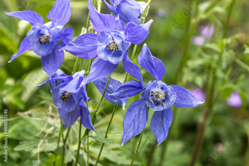 Ancolies des Alpes Bleue   prairie des Hautes -Alpes  en   t   .