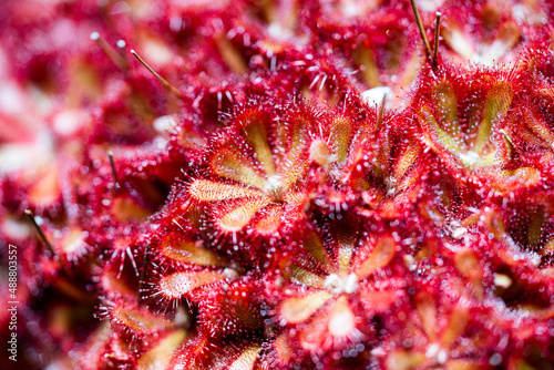 Close up of sundew plant. Drosera Alicia, carnivorous plant photo