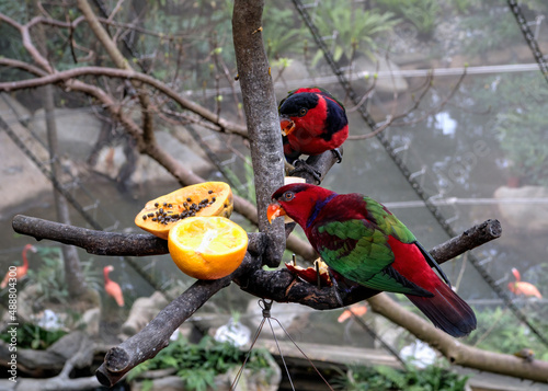 Black-capped Lory (Lorius lory) on a Branch Feeder Feeding on Orange and Papaya Fruit.