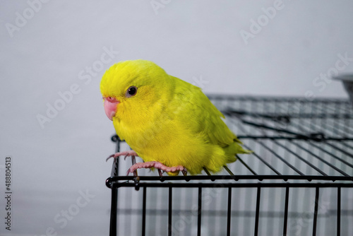forpus parrot perched on a black iron cage stood