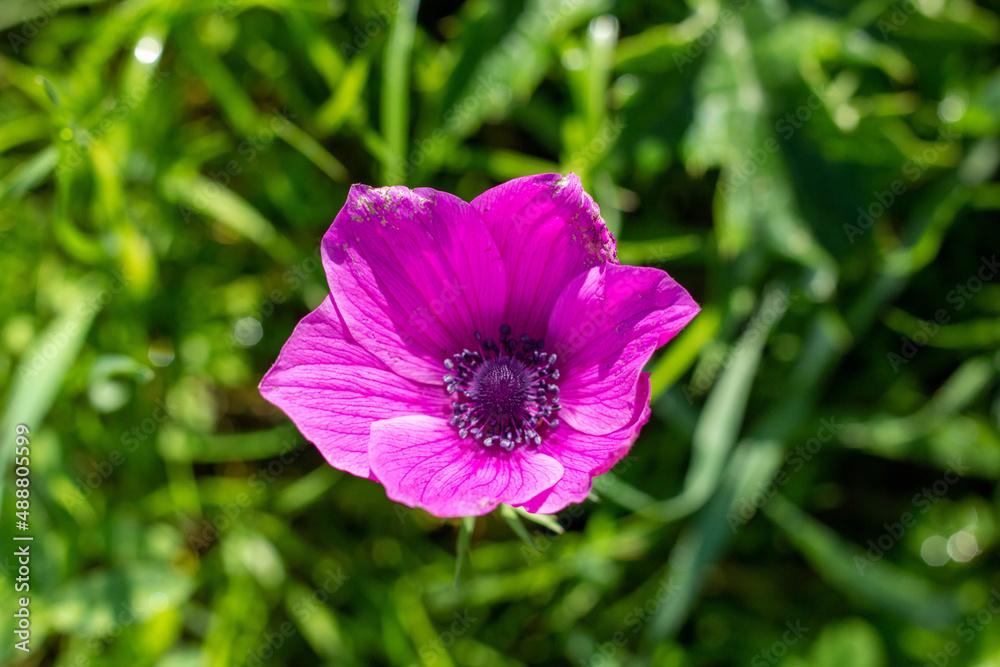 Wild Anemone flower spring Wild Anemone flower spring