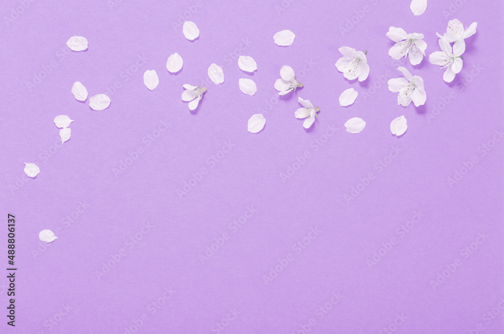 cherry flowers on purple paper background cherry flowers on purple paper background
