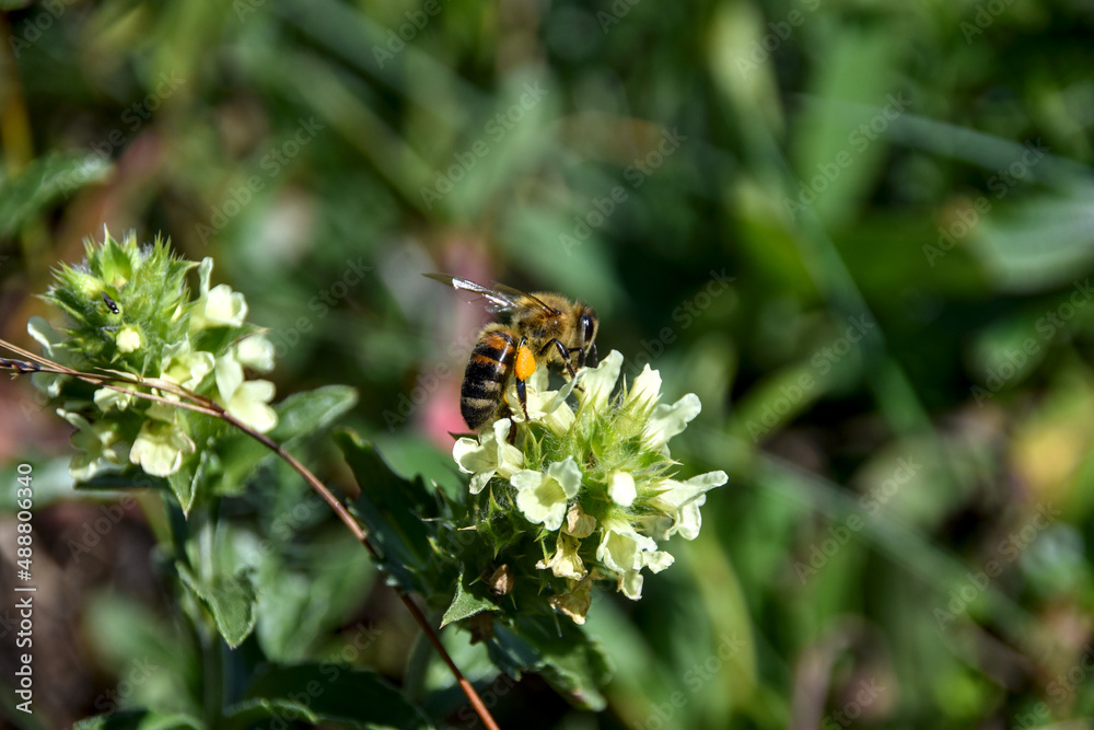 Abeille mellifère qui pollinise une fleur de Crapaudine des Alpes - Massif de la Dôle - à la frontière Franco-Suisse Abeille mellifère qui pollinise une fleur de Crapaudine des Alpes - Massif de la Dôle - à la frontière Franco-Suisse