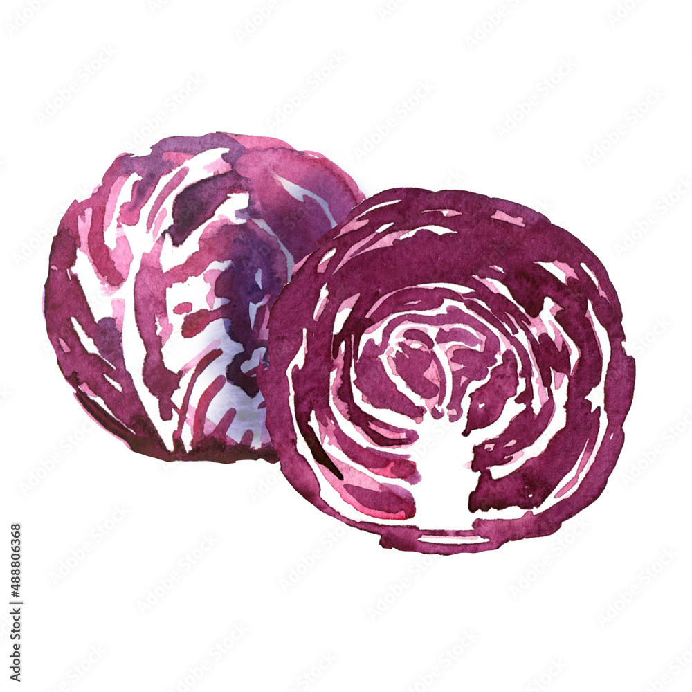 Obraz premium Red cabbage radicchio, red chicory, fresh salad leaves Ripe organic vegetable, vegetarian healthy food. Isolated object, close-up, hand drawn watercolor illustration on white background
