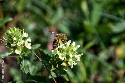 Abeille mellifère qui pollinise une fleur de Crapaudine des Alpes - Massif de la Dôle - à la frontière Franco-Suisse