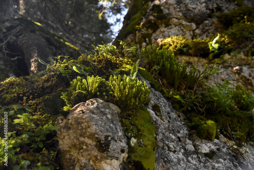 Lycopode sélagine - Massif de la Dôle - à la frontière Franco-Suisse photo