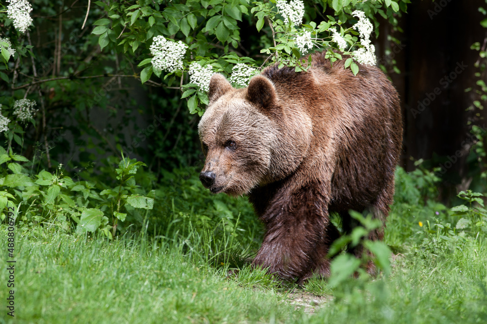 brown bear in the woods