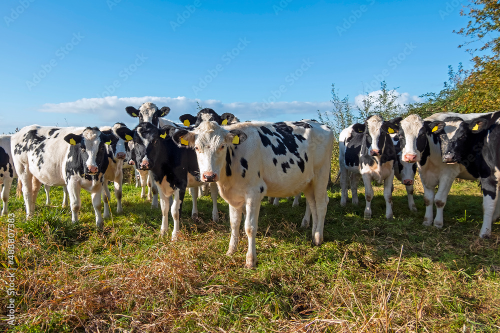 Group of young calves in the meadow in the Netherlands