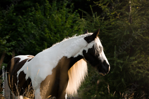 Gypsy Cob