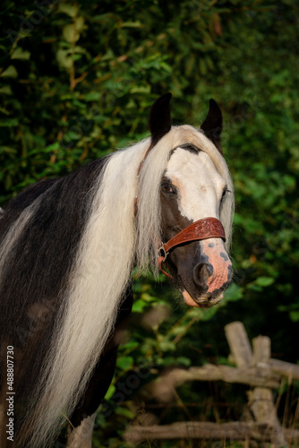 Gypsy Cob