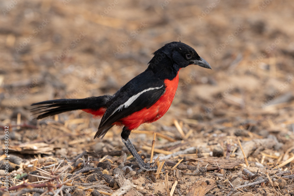 One crimson-breasted shrike running on the ground in search of food One crimson-breasted shrike running on the ground in search of food