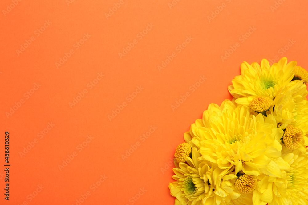 Beautiful yellow chrysanthemum flowers on orange background, top view. Space for text Beautiful yellow chrysanthemum flowers on orange background, top view. Space for text