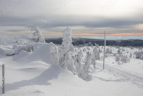 snow covered trees