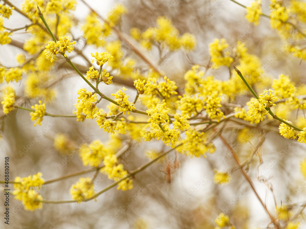 Cornus mas |  Cornelian cherry dogwood, multi-stemed shrub in full bloom with clusters of small yellow flowers on greenish twigs in late winter before leaves appear