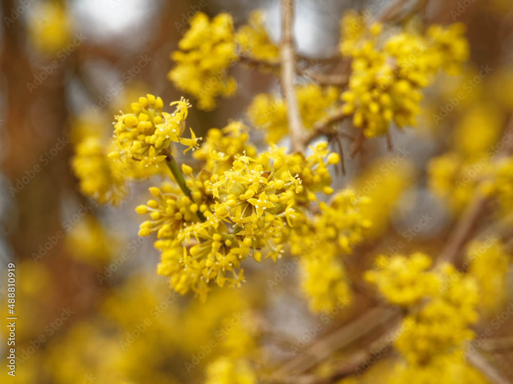 Cornus mas | Cornelian cherry dogwood, multi-stemed shrub in full bloom with clusters of small yellow flowers on greenish twigs in late winter before leaves appear Cornus mas | Cornelian cherry dogwood, multi-stemed shrub in full bloom with clusters of small yellow flowers on greenish twigs in late winter before leaves appear